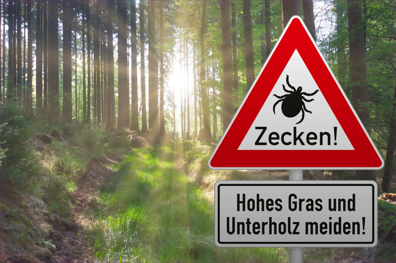 Zecken in der Natur
